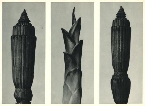 a. Equisetum hiemale (Winter Horsetail), enlarged 12 times. b. Hosta japonica (Savannah-wood), young shoot enlarged 4 times. c. Equisetum hiemale (Winter Horsetail), enlarged 12 times.