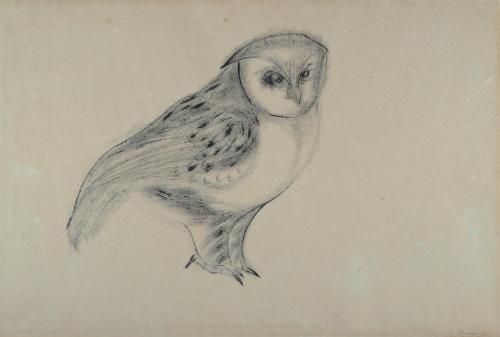 Owl