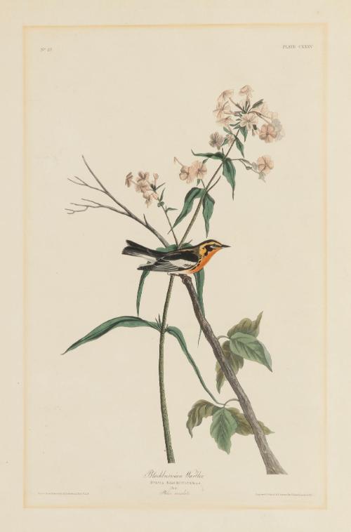 Blackburnian Warbler, plate 135 from "The Birds of America"