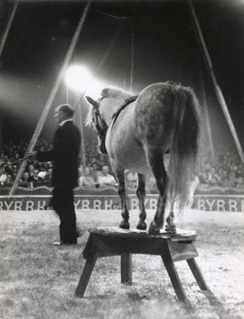 Horse Standing on a Stool at Traveling Circus Show, Marseille, France