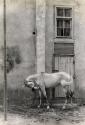 White horse, Berre-l'Etang, France