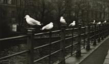 Birds sitting on railing