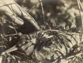 Hand petting sandpiper
