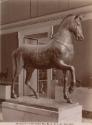 Napoli - Museo Nazionale. Un Cavallo.