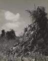 Corn stalk in a field