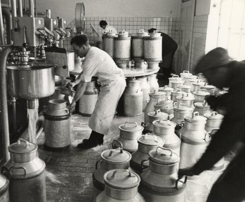 Workers filling containers with milk