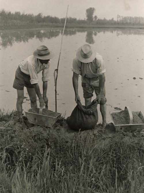 Semina del riso (Seeding rice in the Cremasca countryside) Italy