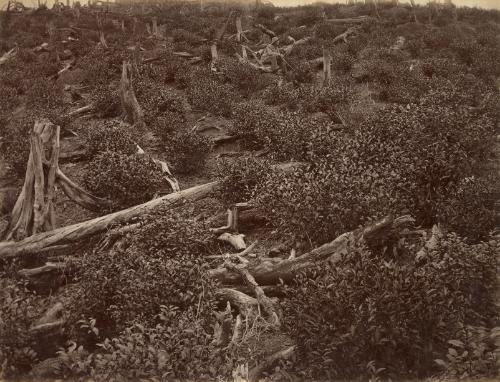 Tea Estate, Rambodde, Ceylon