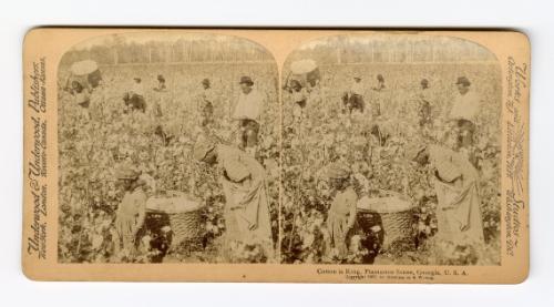 Cotton is King, Plantation Scene, Georgia, U.S.A.