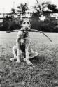 Irish Wolfhound with Stick