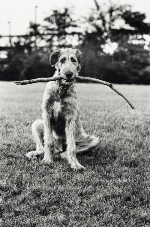 Irish Wolfhound with Stick