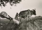 Farmers and Bullocks, India