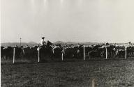 Rancher herding cattle, Isle of Pines, Cuba