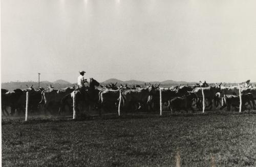 Rancher herding cattle, Isle of Pines, Cuba