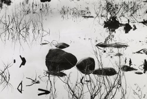 Plants and rocks being reflected in swamp, Romania