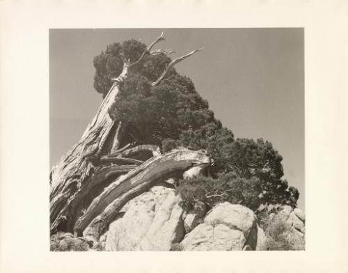 Gnarled trees, High Sierras