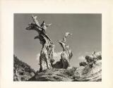 Gnarled trees, High Sierras