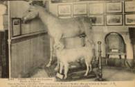 Postcard of Napoleon's taxidermied dog from the island of Elba and his Arabian stallion le Vizir on display at the Musée de l’Armée in Paris