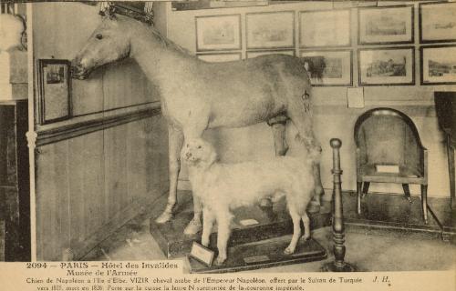 Postcard of Napoleon's taxidermied dog from the island of Elba and his Arabian stallion le Vizir on display at the Musée de l’Armée in Paris