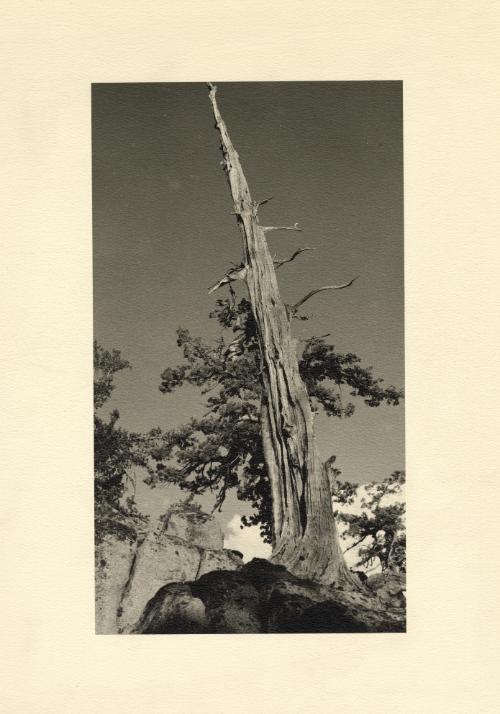 Cedar spire, granite, California High Sierras