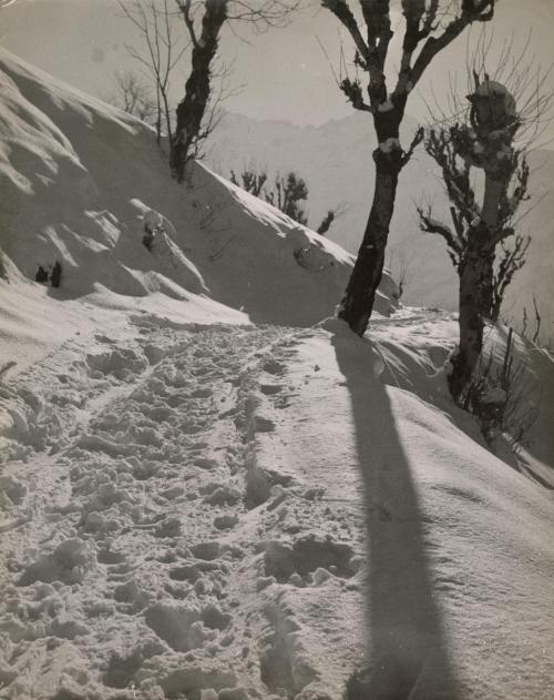 Landscape with snow and trees, Allevard, France