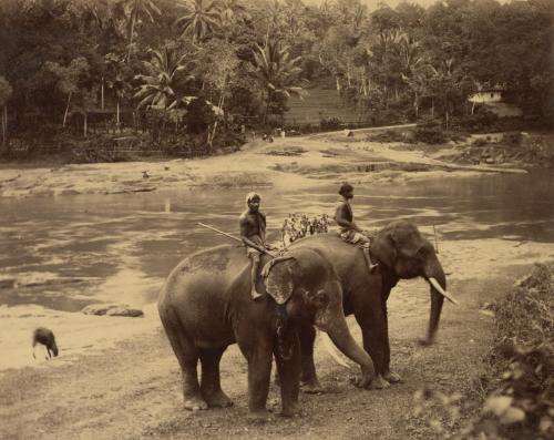 Tamed Elephant, Ceylon