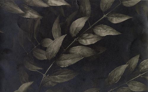 Study of plant leaves