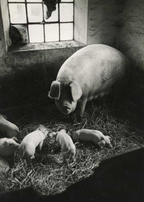 Pig with her piglets