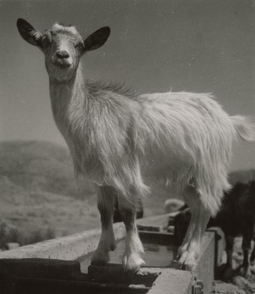 Goat at the foot of Mount Ida, Crete, Greece