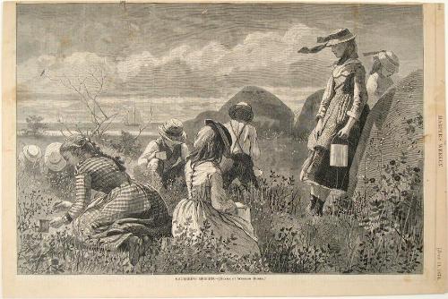 Gathering Berries from "Harper's Weekly"