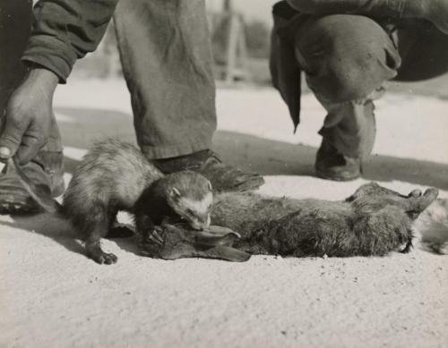 The chase (hunting rabbits with ferrets and dogs), Camarague, France