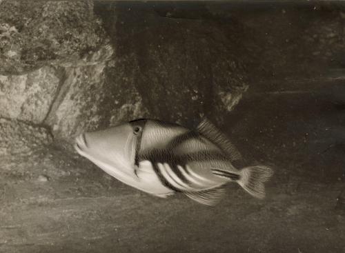 Untitled (Fish), France