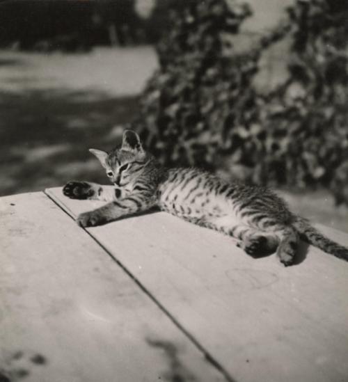 Untitled (Kitten), France