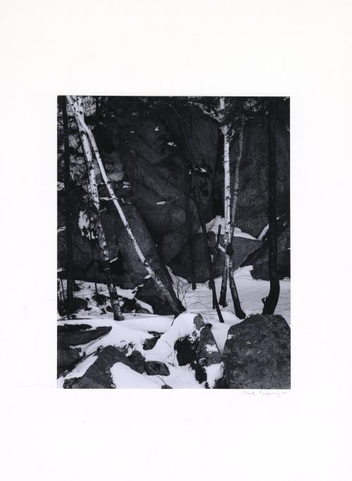 Untitled (Birch trees and rock wall in snow)