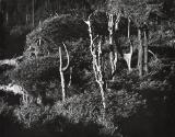 Landscape with dead trees