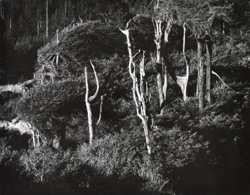 Landscape with dead trees