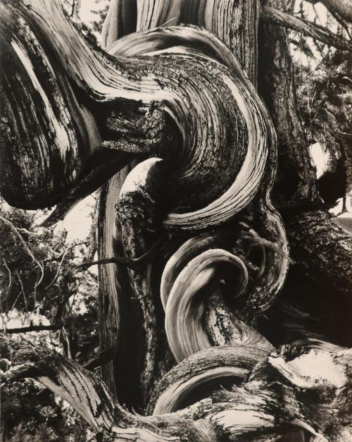 Twisting tree branch abstraction, Death Valley, California