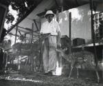 Dr. Albert Schweitzer at Lambaréné, Gabon