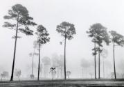 Trees in fog, Route 13, Florida