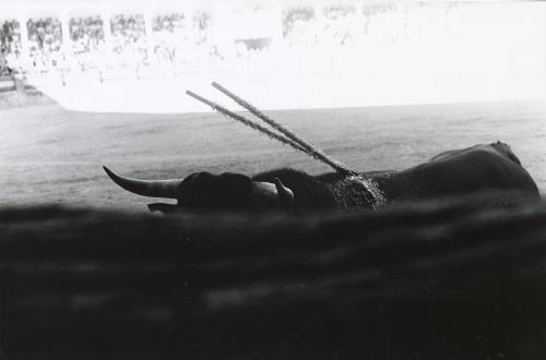 Ordóñez enters the arena (stabbed bull), Spain, from the series La Corrida (The Bullfight)