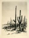 Giant Cactus - Tucson, Arizona