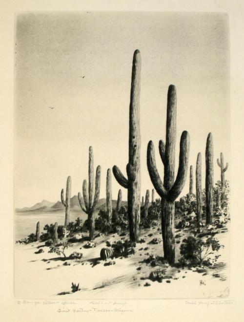 Giant Cactus - Tucson, Arizona