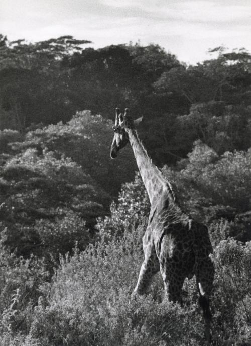 Giraffe with tall grass and trees, Africa