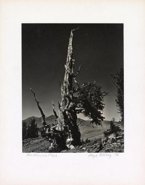 Study of bristlecone pine tree, Mt. Wheeler, Nevada