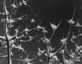 Modernist study of tree branches covered in snow