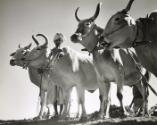 Man and Bulls, India,