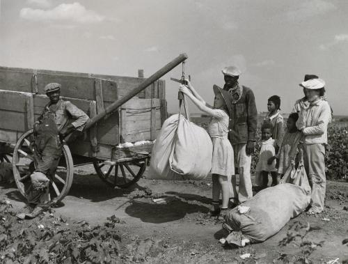 Weighing cotton, Texas