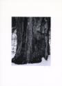 Untitled (tree Trunk in snow)