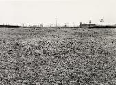 Untitled (from the Meadowland series)