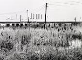 Untitled (from the Meadowland series)